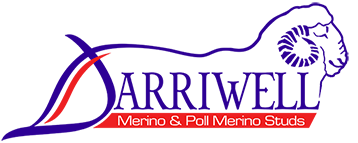 Darriwell Merino & Poll Merino